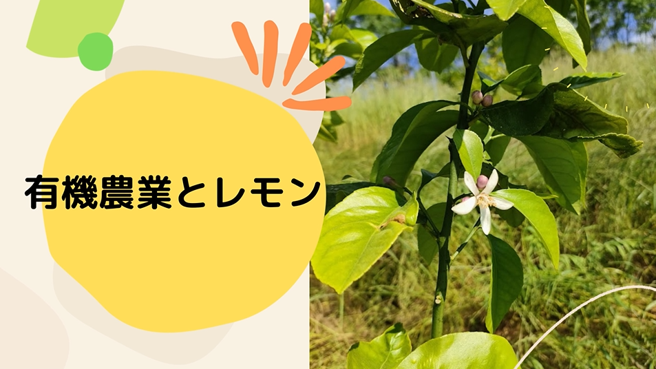あいふぐるーぷ（愛媛大学付属高等学校）有機栽培とレモン